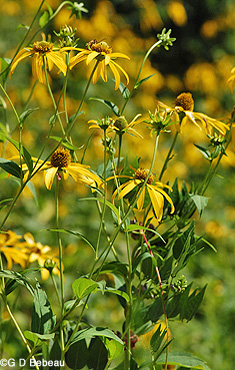 Wild Goldenglow group