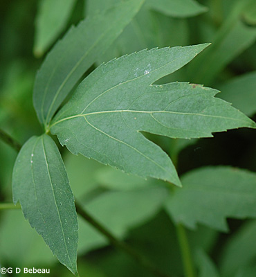 Green headed Coneflower leaf