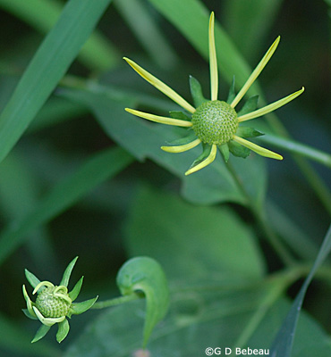 Green-headed Coneflower new flower head