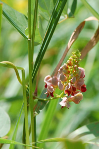 Ground Nut