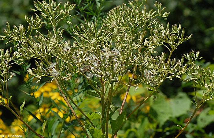 Great Indian Plantain Seed heads