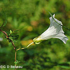 Hedge Bindweed
