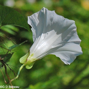 Hedge Bindweed