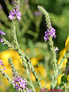 Hoary Vervain