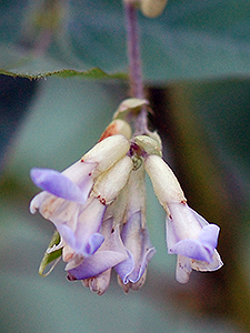 Hog peanut