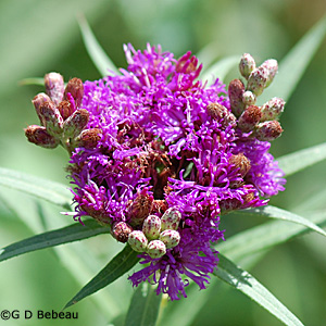 Ironweed flower head