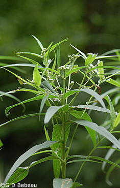Ironweed in bud