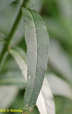 Ironweed leaf