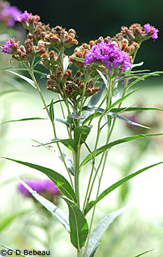 Ironweed
