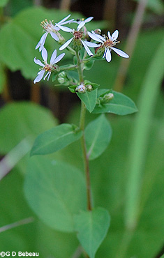 Large-leaved Aster