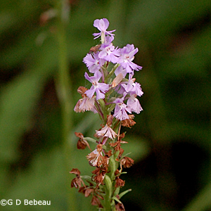 Lesser Purple Fringed Orchid inflorescence