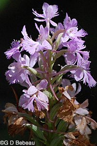 Lesser Purple Fringed Orchid