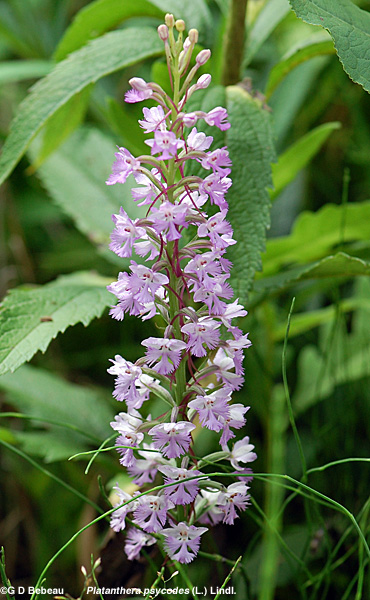 Lesser Purple Fringed Orchid