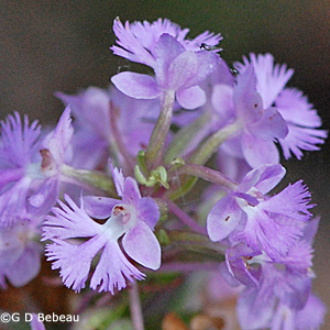 Lesser Purple Fringed Orchid flower