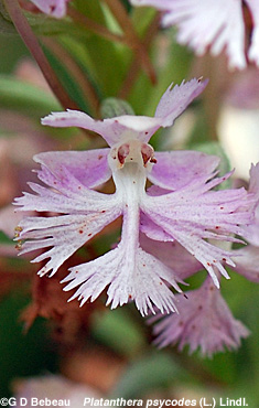 Lesser Purple Fringed Orchid flower
