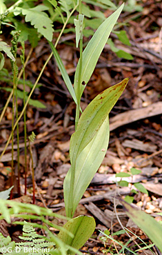 Lesser Purple Fringed Orchid stem