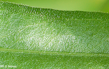 leaf glands