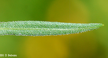 stem leaf top