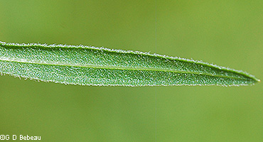 stem leaf underside