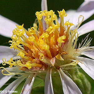 disc florets