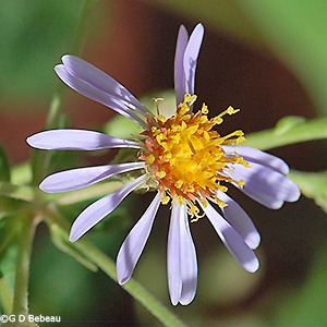 disc florets
