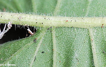 leaf underside