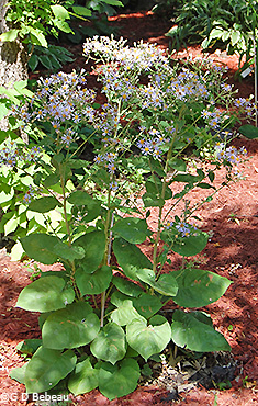 large plant