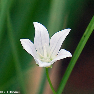 Marsh Bellflower flower head