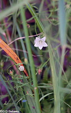 Marsh Bellflower plant