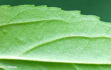 leaf underside