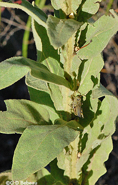 Mullein Stalk