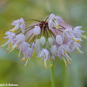 Nodding Wild Onion