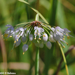 Nodding Wild Onion