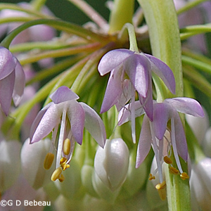 Nodding Wild Onion