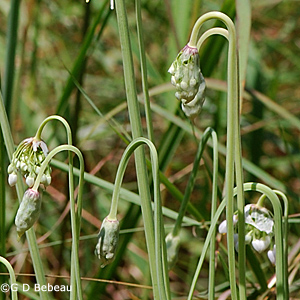 Nodding Wild Onion