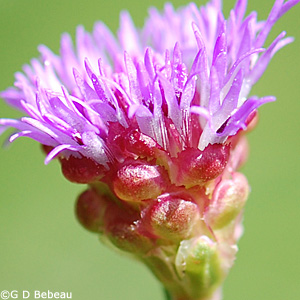 Northern Blazing Star