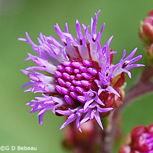 Northern Blazing Star