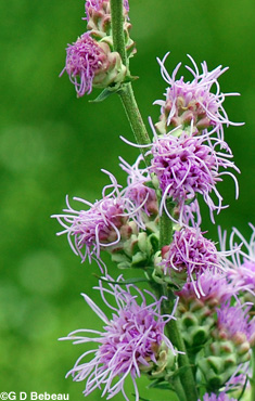 Northern Blazing Star