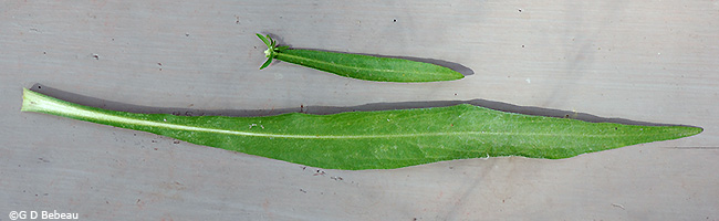 Stem and basal leaf