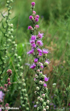 Northern Blazing Star