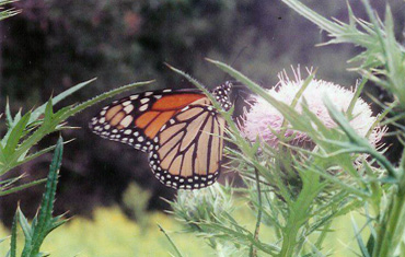 Monarch