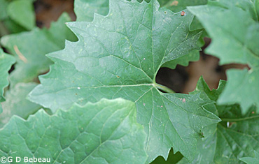 Pale Indian Plantain leaf