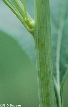 Pale Indian Plantain Stem