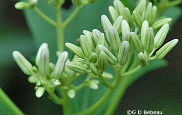 Pale Indian Plantain flower umbel