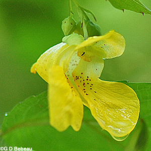 Pale Jewelweed