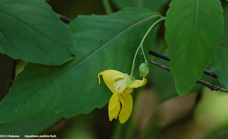 Pale Jewelweed