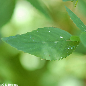 Pale Jewelweed Leaf