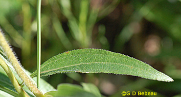 Pale Purple Coneflower leaf