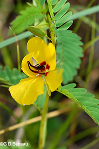 Partridge Pea
