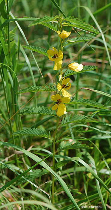 Partridge Pea Plant